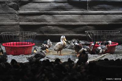 张文宏教授警示 不复工或导致人口死亡率高于新冠肺炎