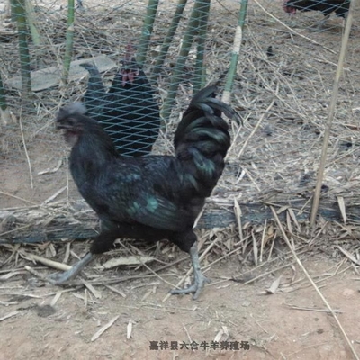 家禽家畜产品与工艺品 传统与现代的融合