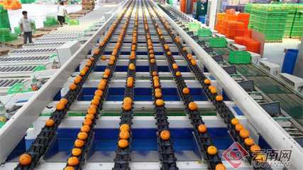 云南宾川 厚植新型工业沃土，以精深加工激发农产品经济发展新活力