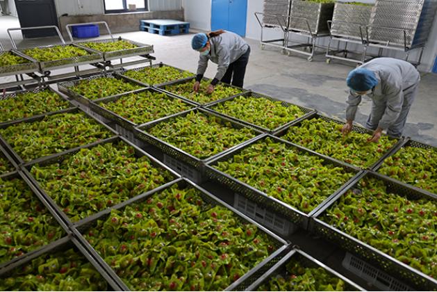 【主流媒体看河南】遂平县 以“农”为基，打造农产品加工产业“硬实力”新高地